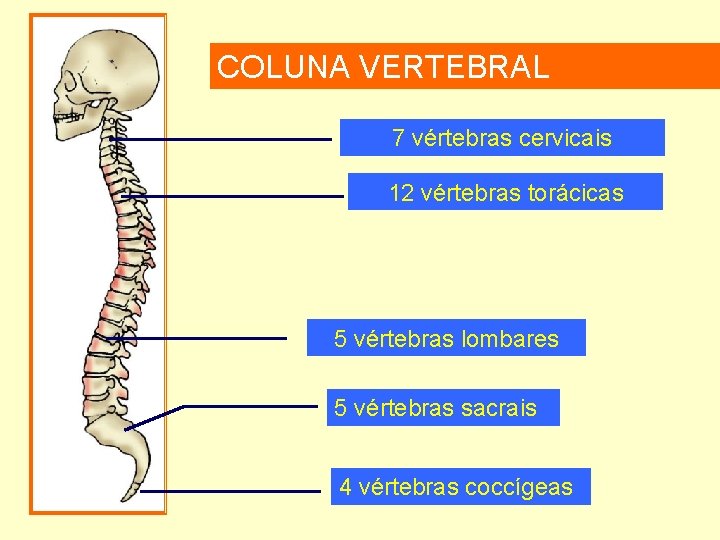 COLUNA VERTEBRAL 7 vértebras cervicais 12 vértebras torácicas 5 vértebras lombares 5 vértebras sacrais