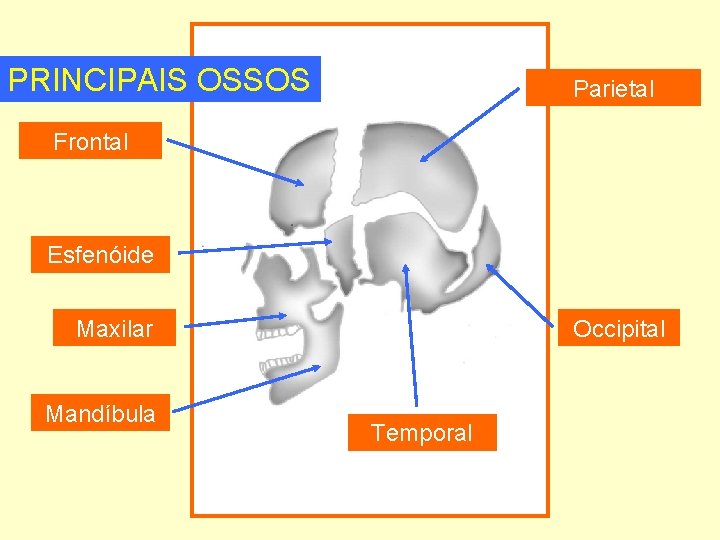 PRINCIPAIS OSSOS Parietal Frontal Esfenóide Maxilar Mandíbula Occipital Temporal 