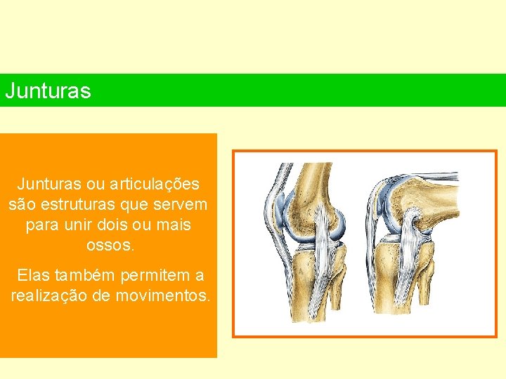 Junturas ou articulações são estruturas que servem para unir dois ou mais ossos. Elas