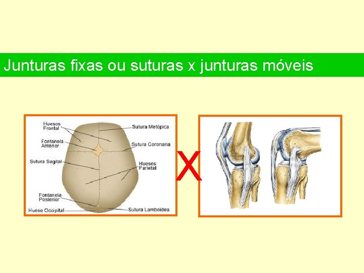 Junturas fixas ou suturas x junturas móveis X 