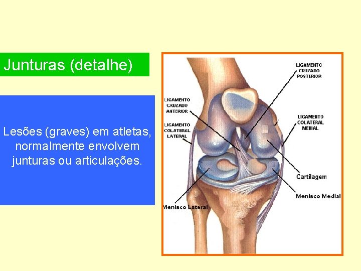 Junturas (detalhe) Lesões (graves) em atletas, normalmente envolvem junturas ou articulações. 