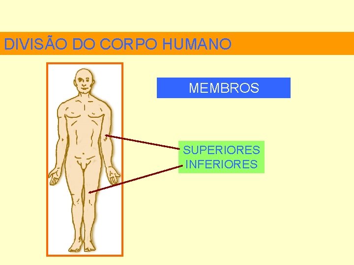 DIVISÃO DO CORPO HUMANO MEMBROS SUPERIORES INFERIORES 