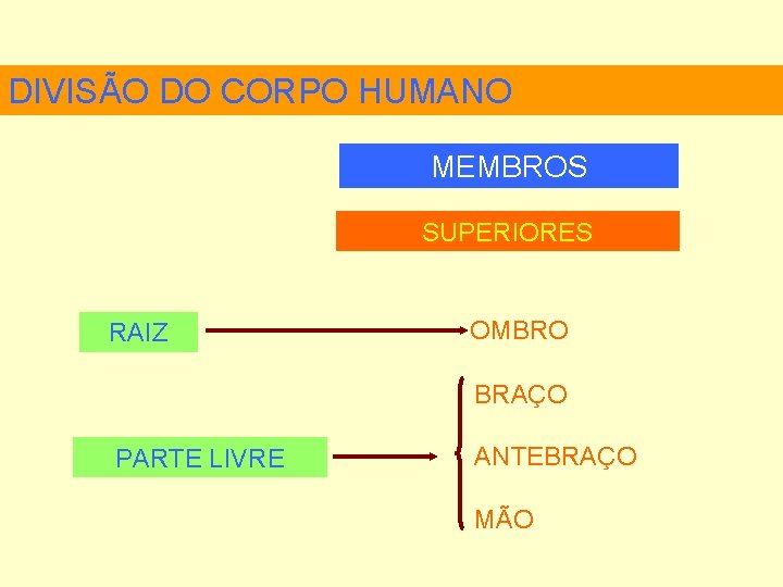 DIVISÃO DO CORPO HUMANO MEMBROS SUPERIORES RAIZ OMBRO BRAÇO PARTE LIVRE ANTEBRAÇO MÃO 