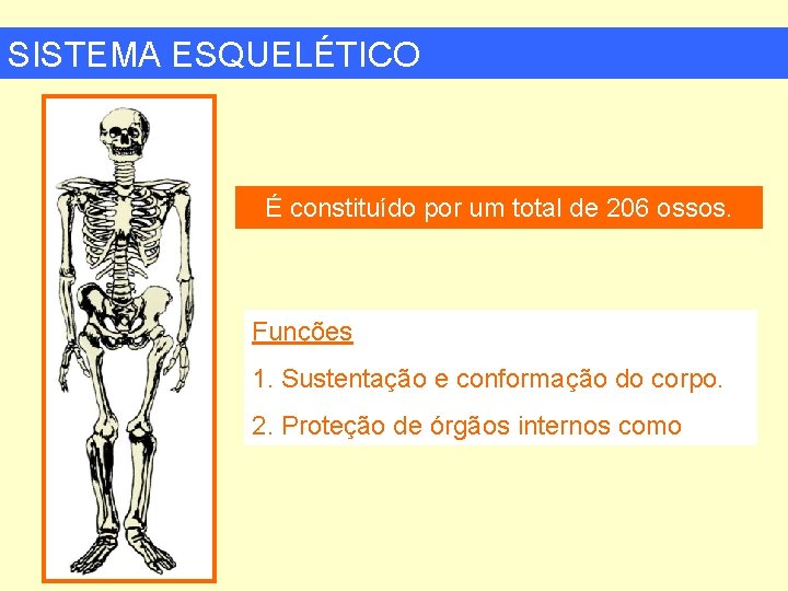 SISTEMA ESQUELÉTICO É constituído por um total de 206 ossos. Funções 1. Sustentação e