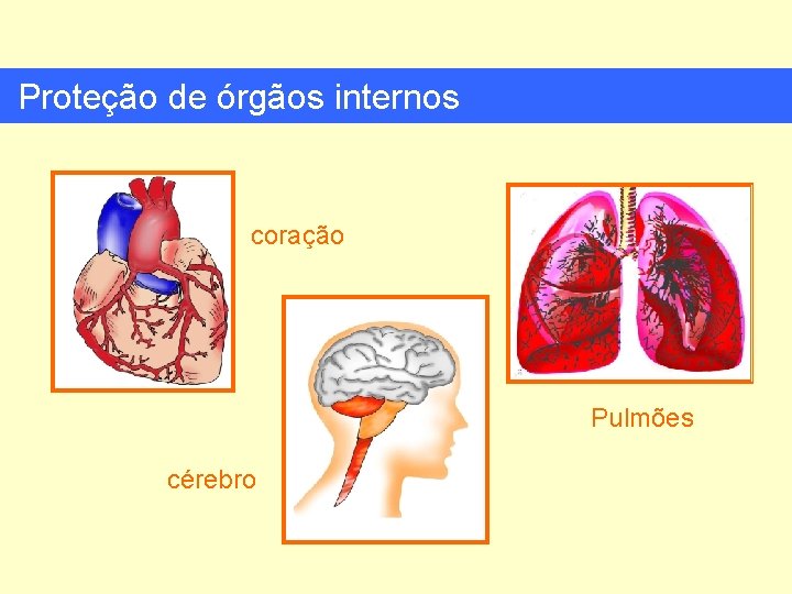 Proteção de órgãos internos coração Pulmões cérebro 