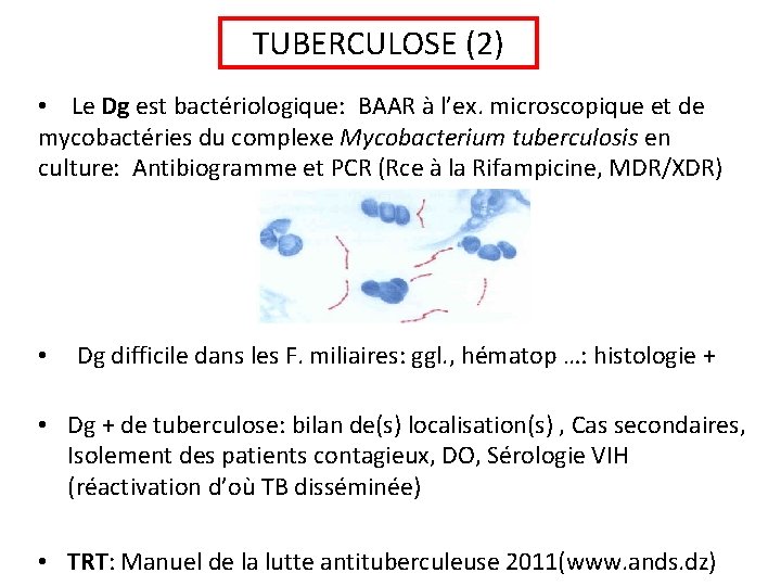 TUBERCULOSE (2) • Le Dg est bactériologique: BAAR à l’ex. microscopique et de mycobactéries