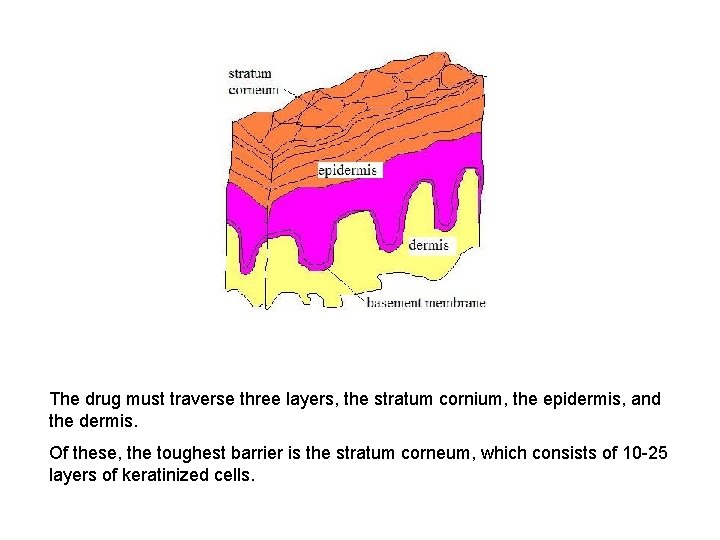 The drug must traverse three layers, the stratum cornium, the epidermis, and the dermis.