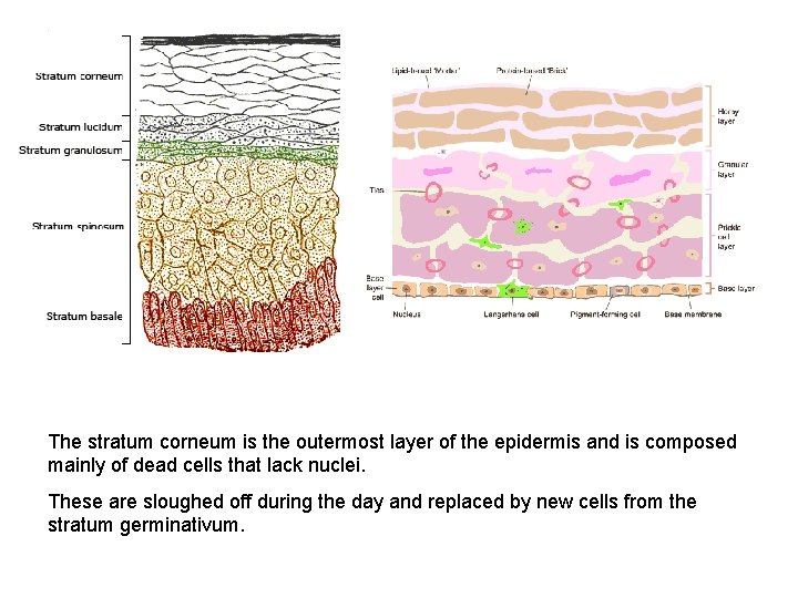 The stratum corneum is the outermost layer of the epidermis and is composed mainly