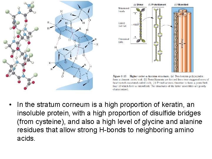  • In the stratum corneum is a high proportion of keratin, an insoluble