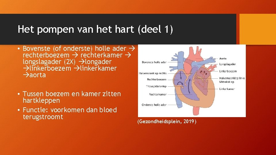 De bloedsomloop Inhoud van deze les Het hart