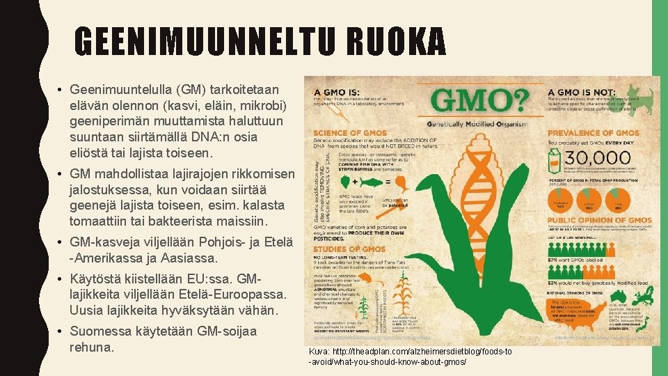 GEENIMUUNNELTU RUOKA • Geenimuuntelulla (GM) tarkoitetaan elävän olennon (kasvi, eläin, mikrobi) geeniperimän muuttamista haluttuun