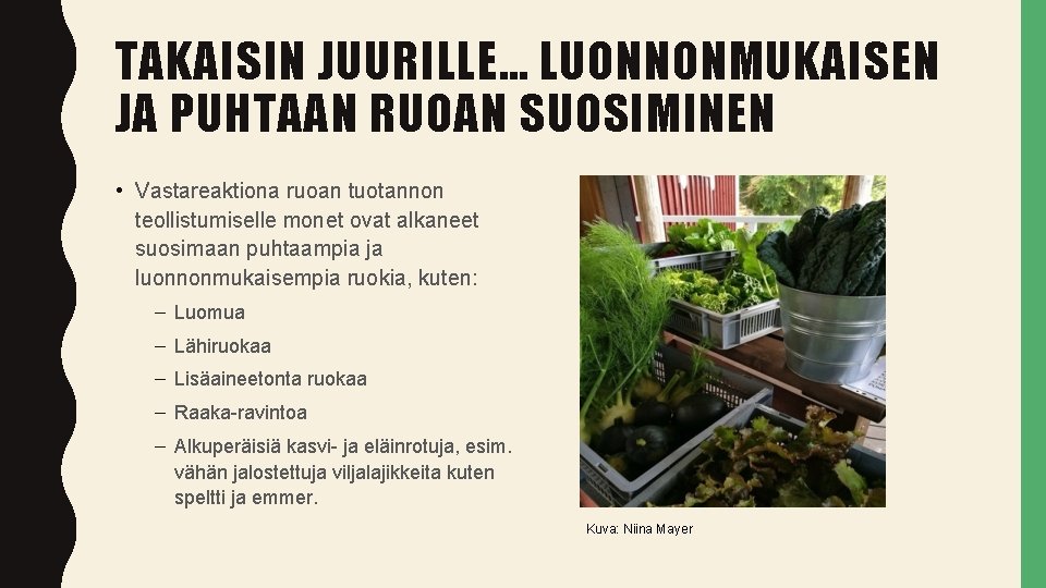 TAKAISIN JUURILLE… LUONNONMUKAISEN JA PUHTAAN RUOAN SUOSIMINEN • Vastareaktiona ruoan tuotannon teollistumiselle monet ovat