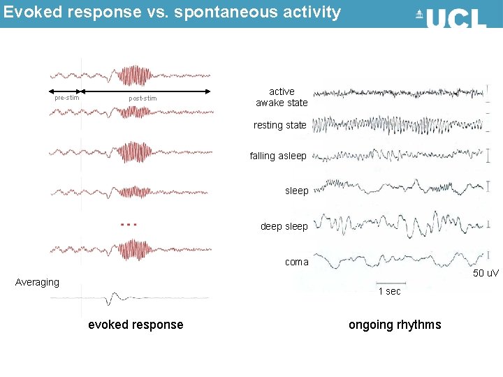 Evoked response vs. spontaneous activity pre-stim post-stim active awake state resting state falling asleep