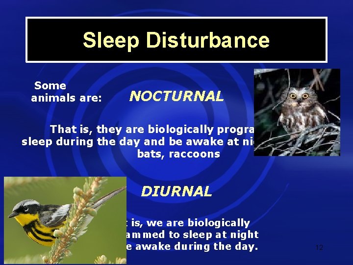 Sleep Disturbance Some animals are: NOCTURNAL That is, they are biologically programmed to sleep