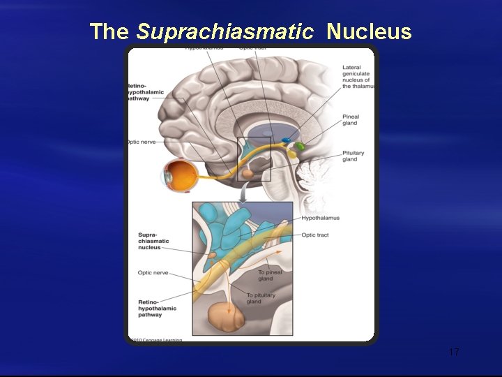 The Suprachiasmatic Nucleus 17 