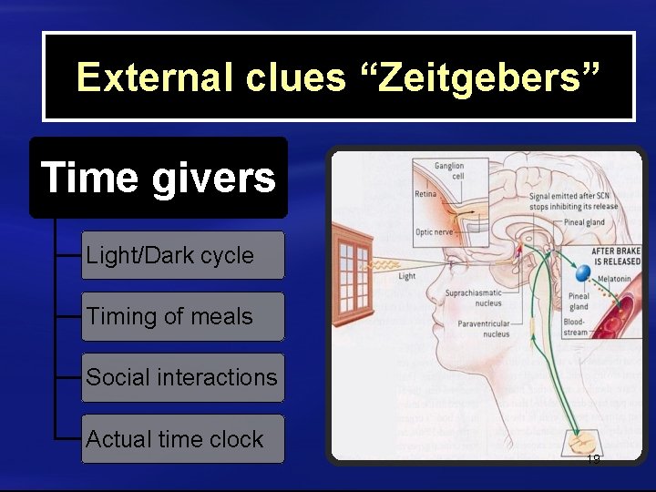 External clues “Zeitgebers” Time givers Light/Dark cycle Timing of meals Social interactions Actual time