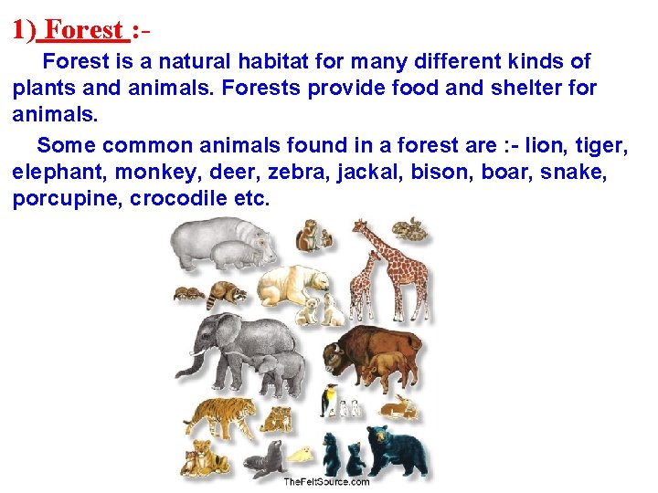 1) Forest : Forest is a natural habitat for many different kinds of plants