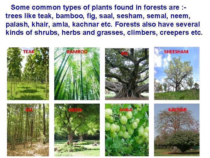 Some common types of plants found in forests are : trees like teak, bamboo,