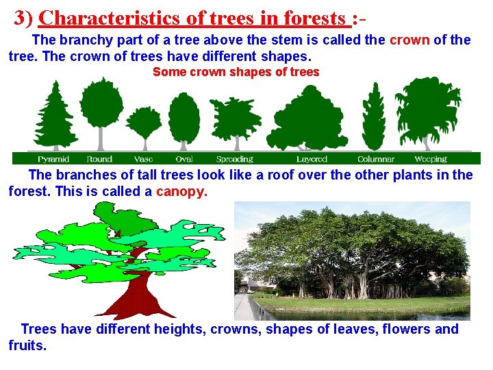 3) Characteristics of trees in forests : The branchy part of a tree above