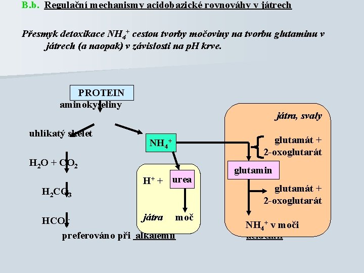 B. b. Regulační mechanismy acidobazické rovnováhy v játrech Přesmyk detoxikace NH 4+ cestou tvorby