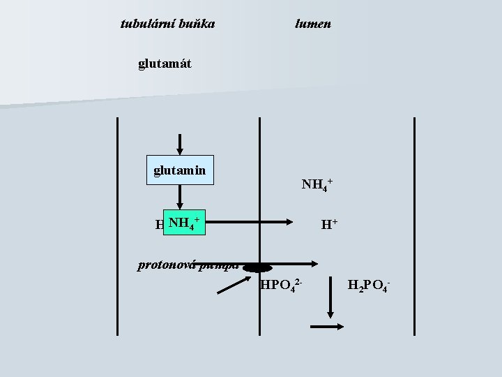 tubulární buňka lumen glutamát glutamin NH 4+ H+ protonová pumpa HPO 42 - H