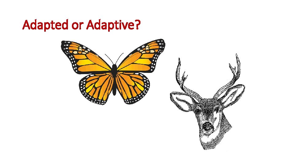 Adapted or Adaptive? 
