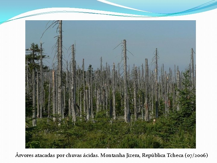 Árvores atacadas por chuvas ácidas. Montanha Jizera, República Tcheca (07/2006) 