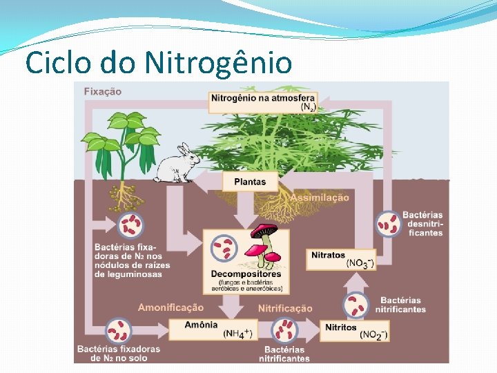 Ciclo do Nitrogênio 