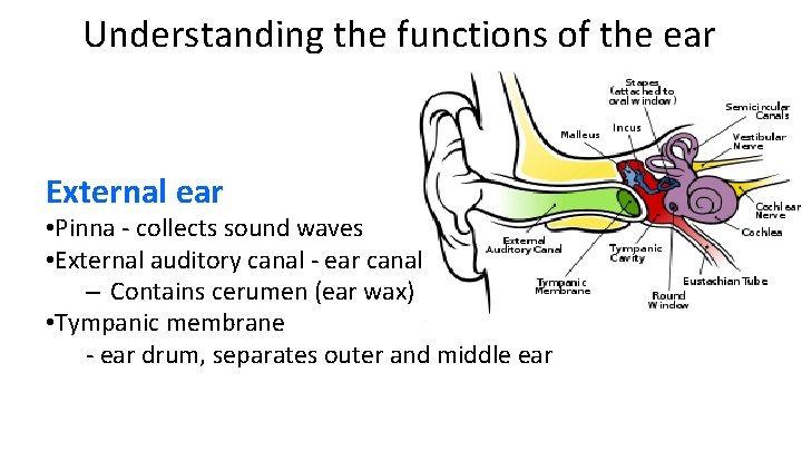 Understanding the functions of the ear External ear • Pinna - collects sound waves
