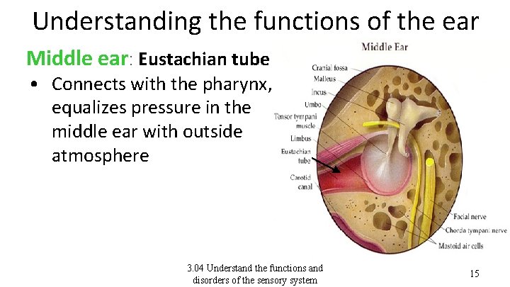 Understanding the functions of the ear Middle ear: Eustachian tube • Connects with the