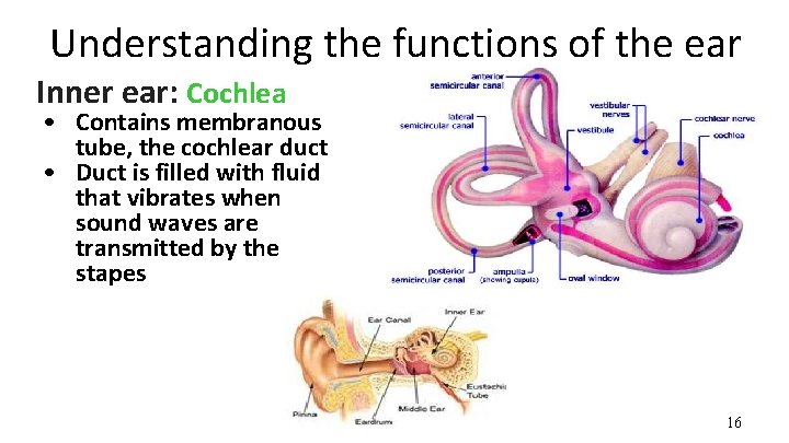 Understanding the functions of the ear Inner ear: Cochlea • Contains membranous tube, the