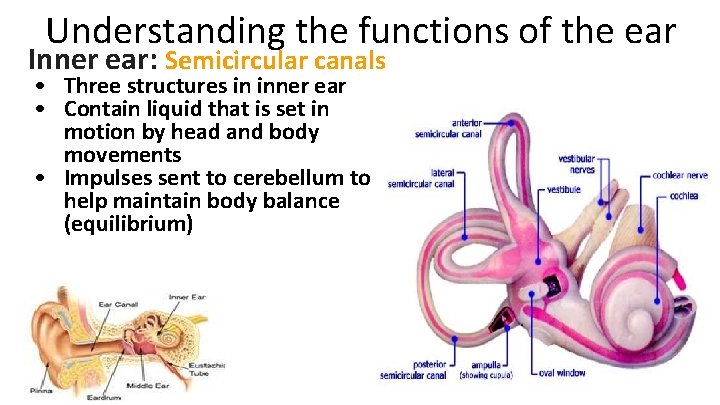 Understanding the functions of the ear Inner ear: Semicircular canals • Three structures in