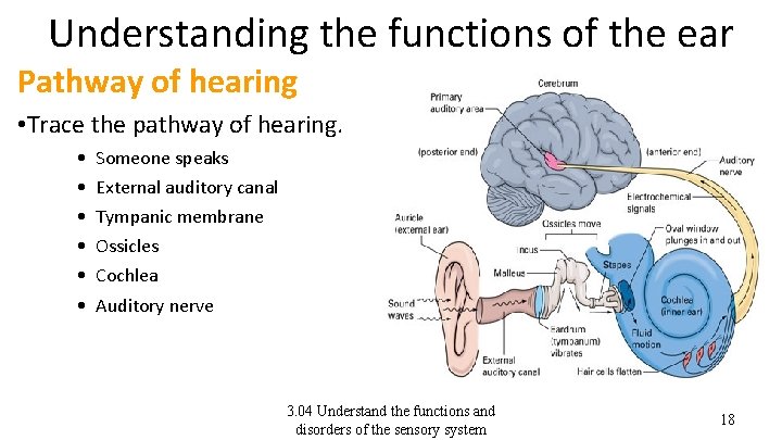 Understanding the functions of the ear Pathway of hearing • Trace the pathway of