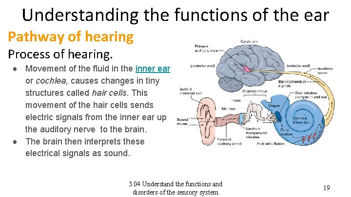 Understanding the functions of the ear Pathway of hearing Process of hearing. ● Movement