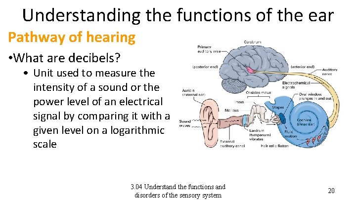 Understanding the functions of the ear Pathway of hearing • What are decibels? •