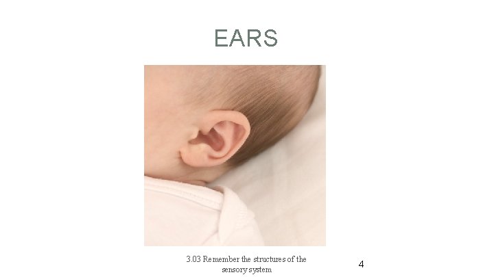 EARS 3. 03 Remember the structures of the sensory system 4 