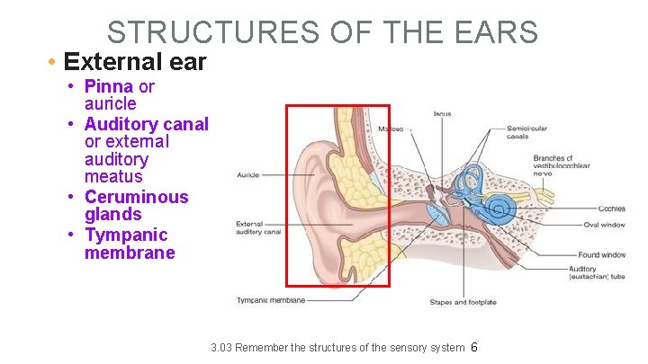 STRUCTURES OF THE EARS • External ear • Pinna or auricle • Auditory canal