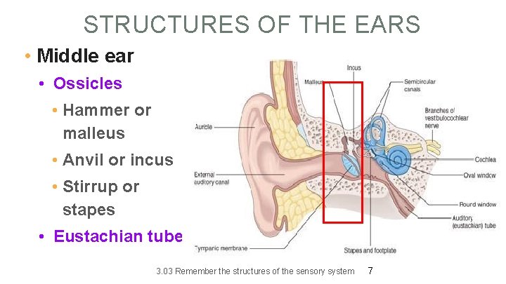 STRUCTURES OF THE EARS • Middle ear • Ossicles • Hammer or malleus •