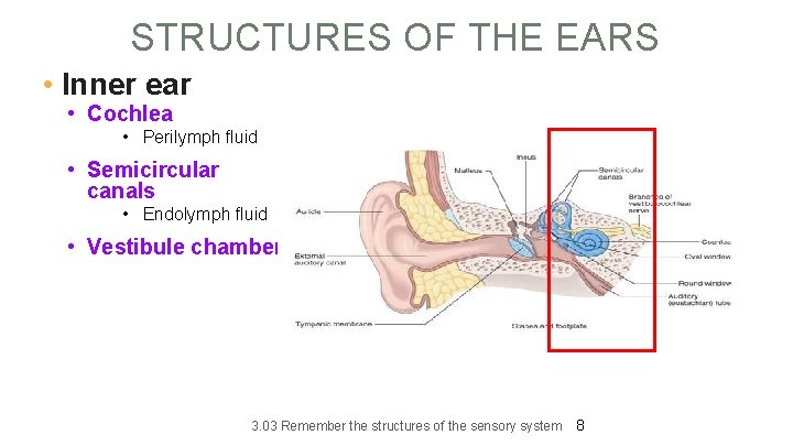 STRUCTURES OF THE EARS • Inner ear • Cochlea • Perilymph fluid • Semicircular