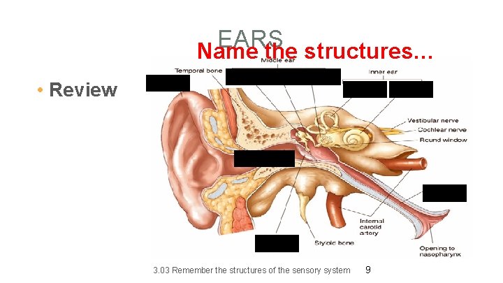 EARS Name the structures… • Review 3. 03 Remember the structures of the sensory