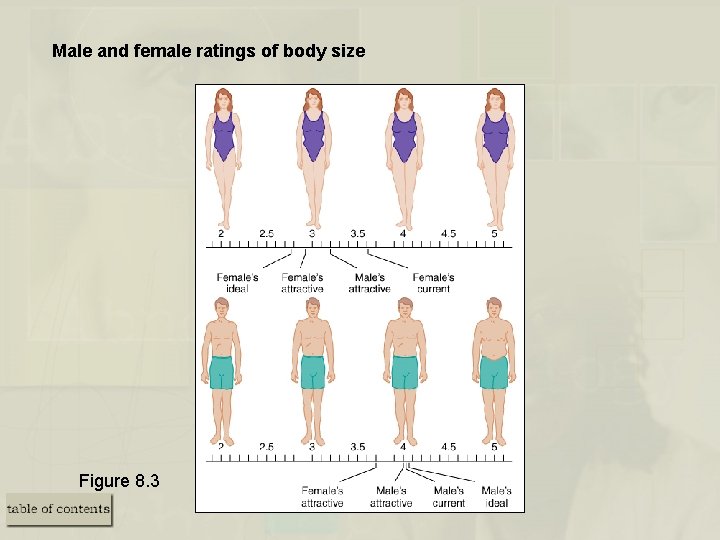 Male and female ratings of body size Figure 8. 3 