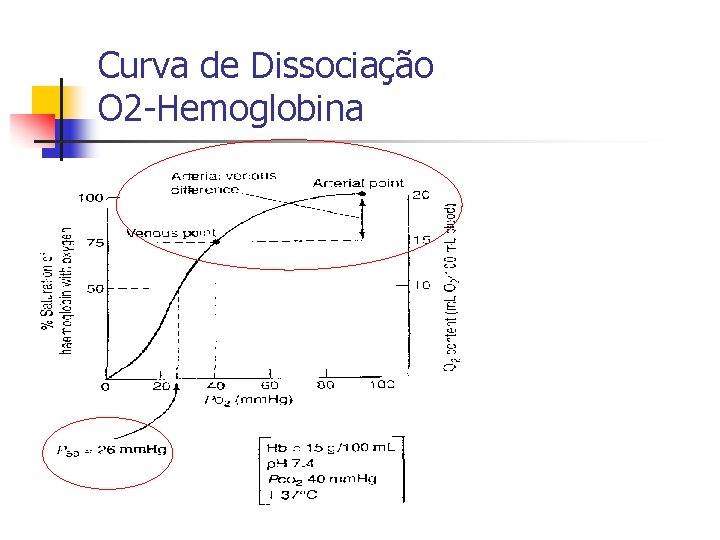 Curva de Dissociação O 2 -Hemoglobina 