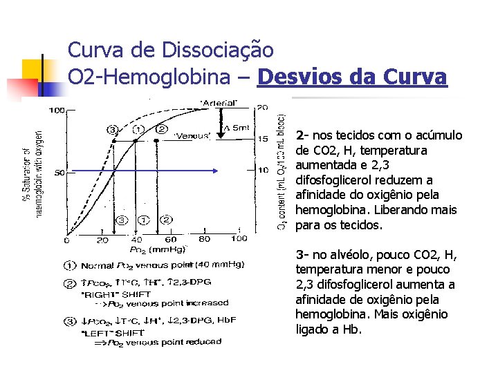 Curva de Dissociação O 2 -Hemoglobina – Desvios da Curva 2 - nos tecidos