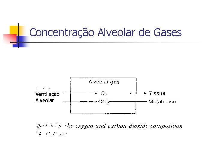 Concentração Alveolar de Gases Ventilação Alveolar 