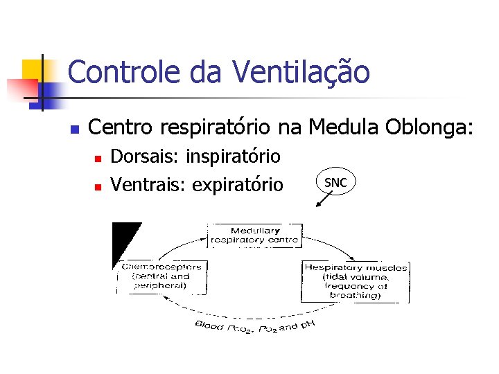 Controle da Ventilação n Centro respiratório na Medula Oblonga: n n Dorsais: inspiratório Ventrais: