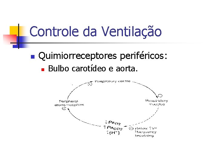 Controle da Ventilação n Quimiorreceptores periféricos: n Bulbo carotídeo e aorta. 