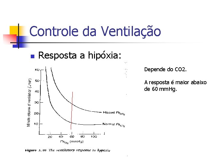 Controle da Ventilação n Resposta a hipóxia: Depende do CO 2. A resposta é