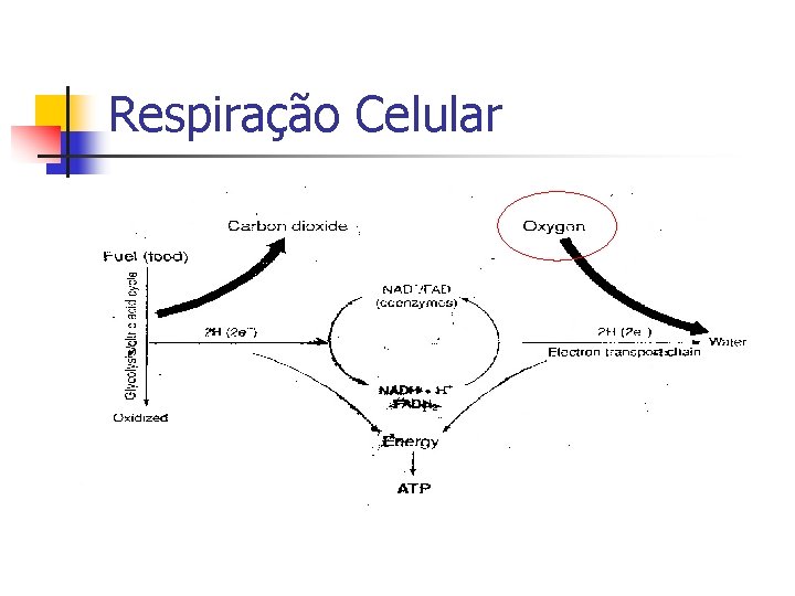 Respiração Celular 