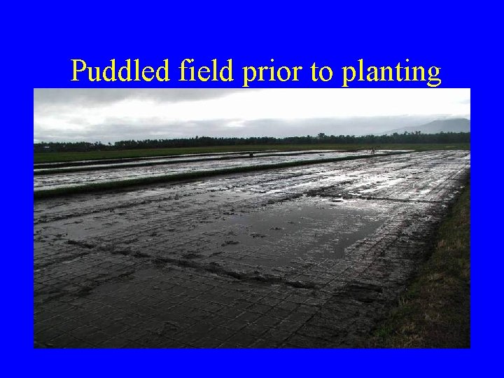 Puddled field prior to planting Puddled field prior to planting