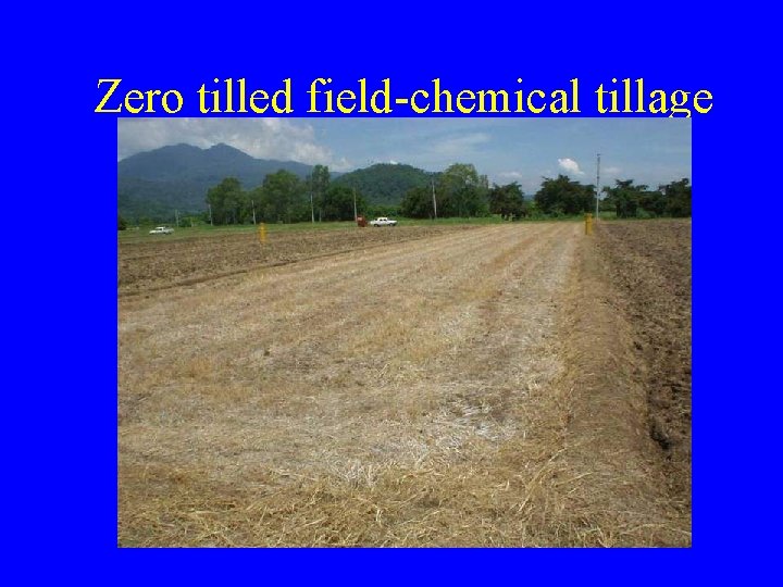Zero tilled field-chemical tillage Zero tilled field-chemical tillage
